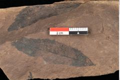 Foto (Detailsansicht) von Quercus palaeoilex Ettingshausen (NHMW-GEO-2024-0188-0848)
